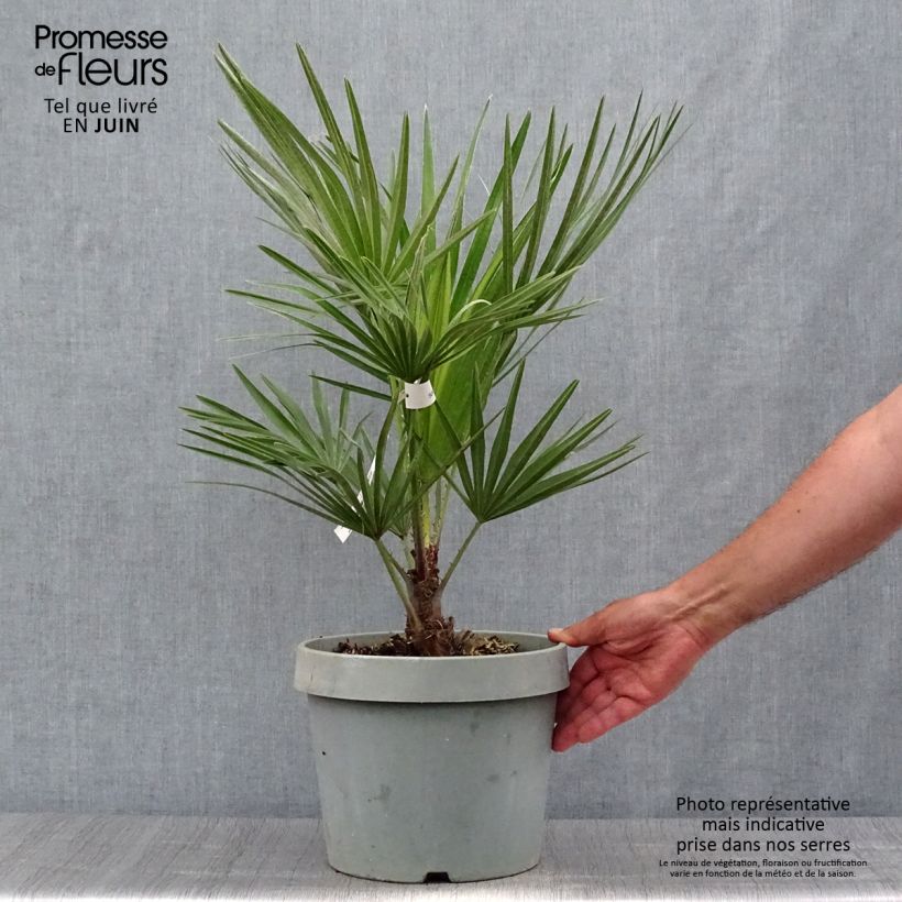 Exemplaar van Chamaerops humilis - Europese dwergpalm Pot van 6 l/7 l zoals geleverd in de zomer