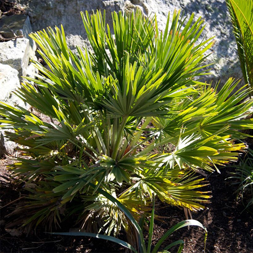 Chamaerops humilis Vulcano - Europese dwergpalm (Groeiplaats)
