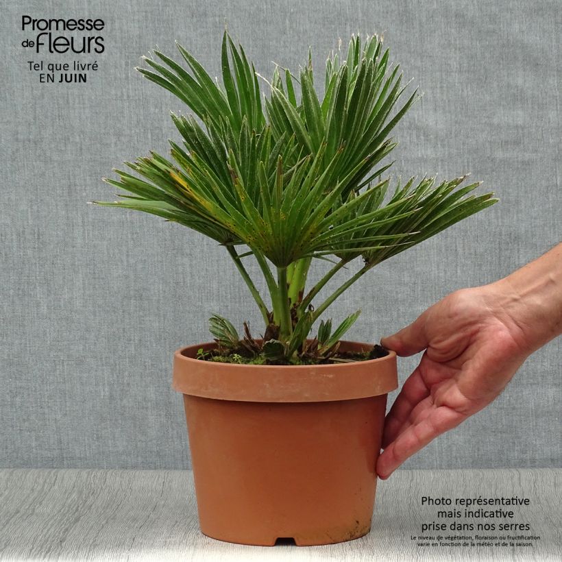 Exemplaar van Chamaerops humilis Vulcano - Europese dwergpalm Pot van 2 l/3 l zoals geleverd in de zomer