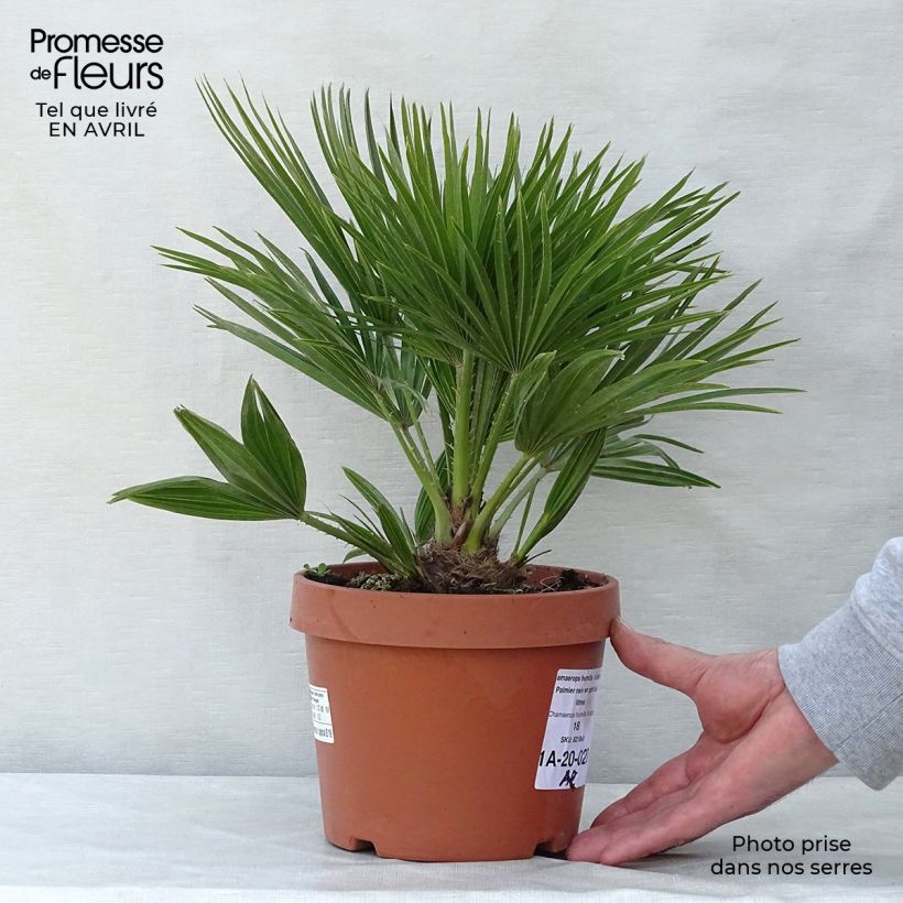 Exemplaar van Chamaerops humilis Vulcano - Europese dwergpalm Pot van 2 l/3 l zoals geleverd in de lente