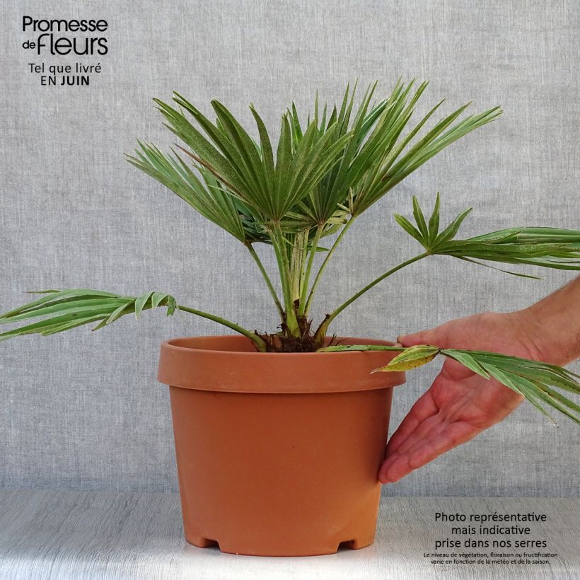 Exemplaar van Chamaerops humilis Vulcano - Europese dwergpalm Pot van 4 l/5 l zoals geleverd in de zomer