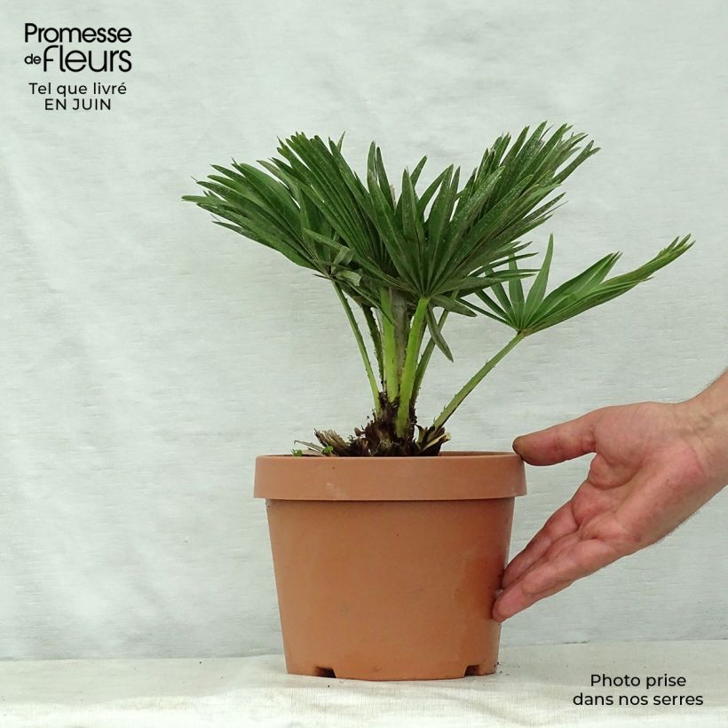 Exemplaar van Chamaerops humilis var. cerifera - Europese dwergpalm Pot van 3 l/4 l zoals geleverd in de zomer