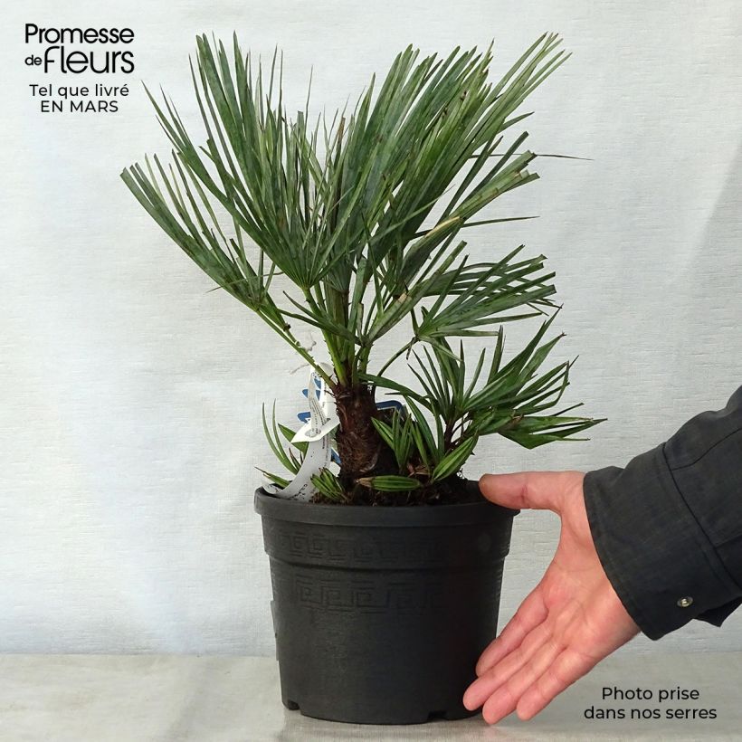 Exemplaar van Chamaerops humilis var. cerifera - Europese dwergpalm Pot van 3 l/4 l zoals geleverd in de lente