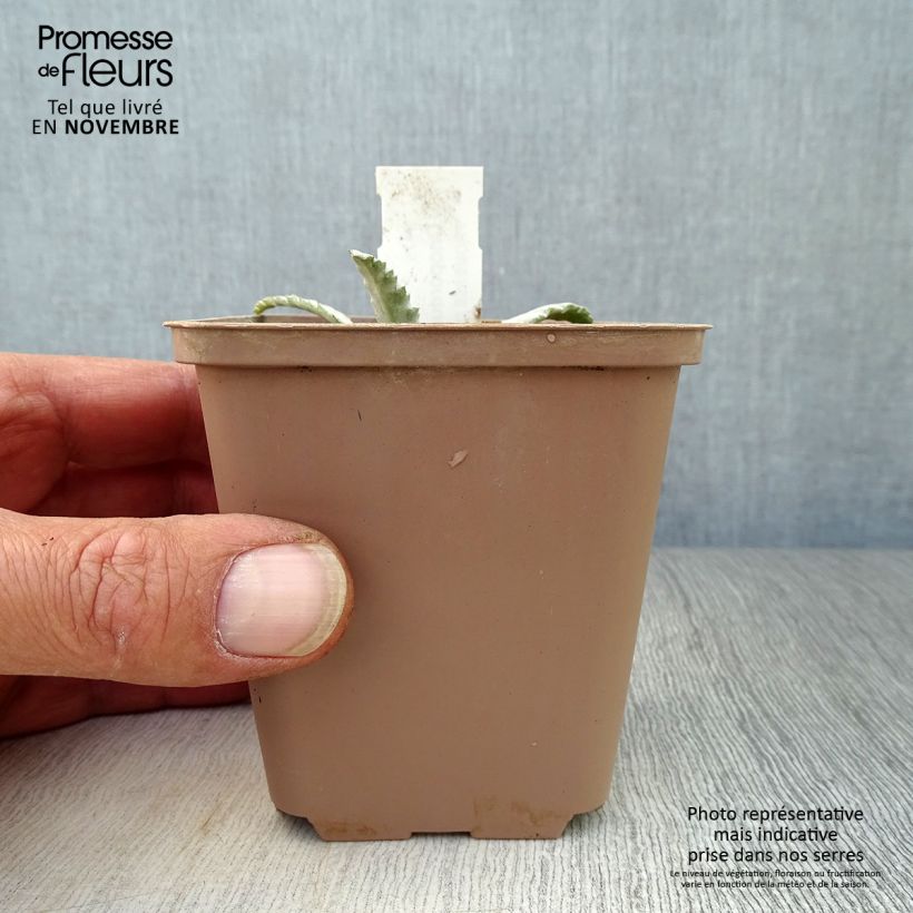 Exemplaar van Onopordum nervosum - Wegdistel Kweekpotje van 8/9 cm zoals geleverd in de herfst