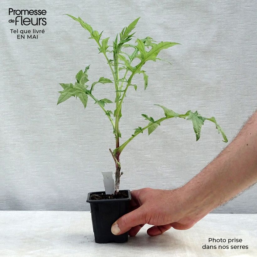 Exemplaar van Kogeldistel Star Frost - Echinops bannaticus Kweekpotje van 8/9 cm zoals geleverd in de lente