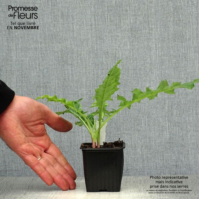 Exemplaar van Kogeldistel Star Frost - Echinops bannaticus Kweekpotje van 8/9 cm zoals geleverd in de herfst