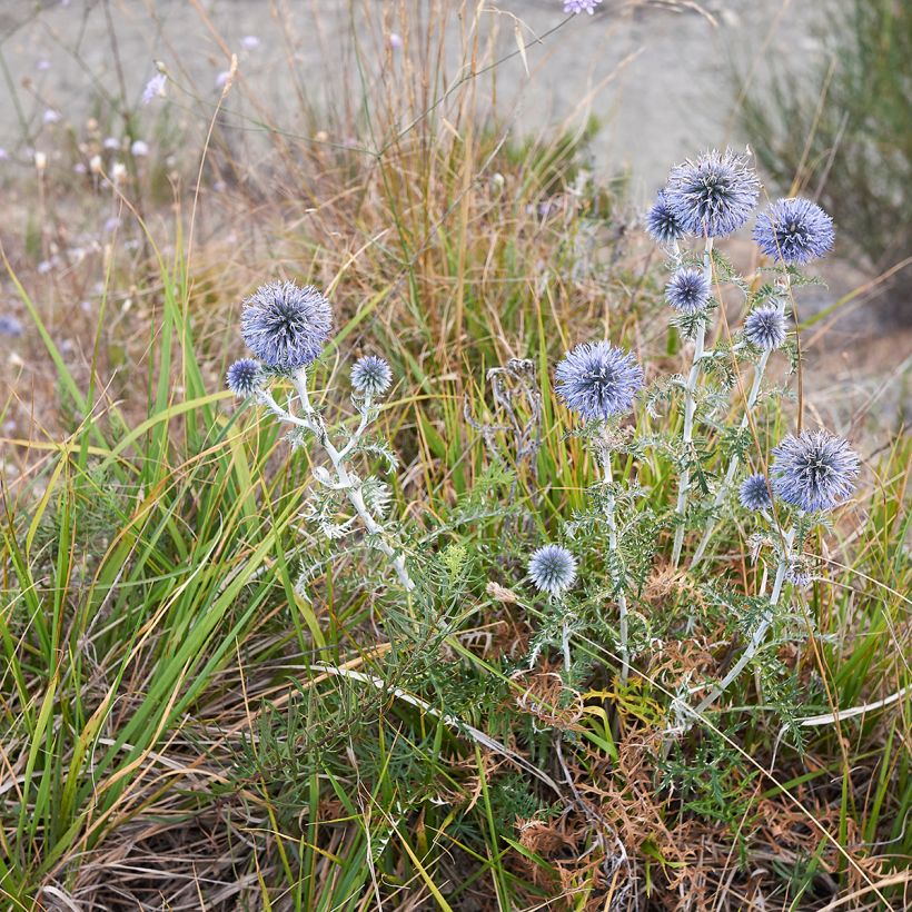 Echinops ritro - Kogeldistel (Groeiplaats)