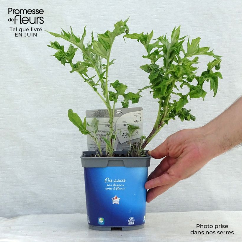 Exemplaar van Echinops ritro - Kogeldistel Pot van 2 l/3 l zoals geleverd in de zomer