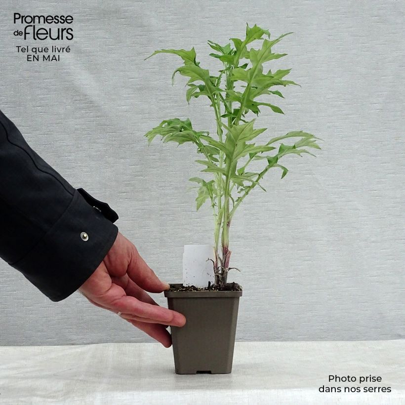 Exemplaar van Echinops ritro - Kogeldistel Kweekpotje van 7/8 cm zoals geleverd in de lente