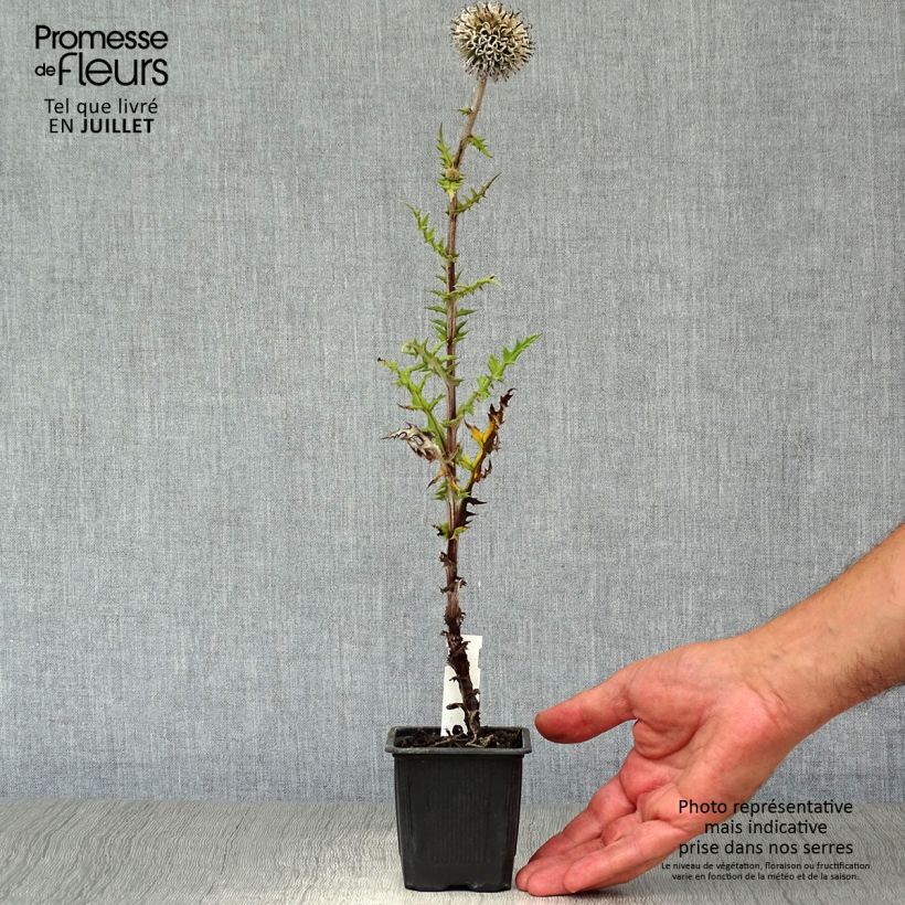 Exemplaar van Echinops sphaerocephalus Arctic Glow - Beklierde kogeldistel Kweekpotje van 8/9 cm zoals geleverd in de zomer