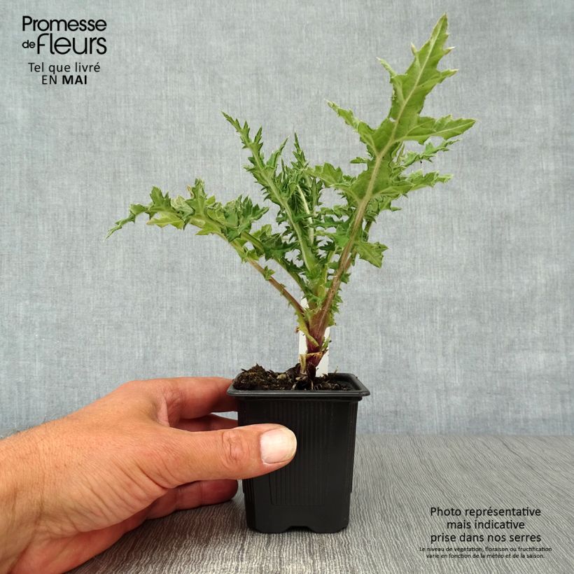 Exemplaar van Echinops sphaerocephalus Arctic Glow - Beklierde kogeldistel Kweekpotje van 8/9 cm zoals geleverd in de lente