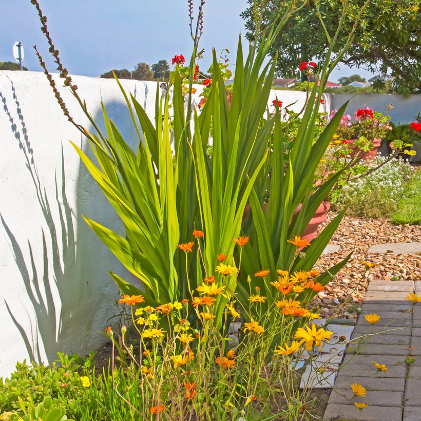 Chasmanthe floribunda - Zuid-Afrikaanse buislelie (Groeiplaats)