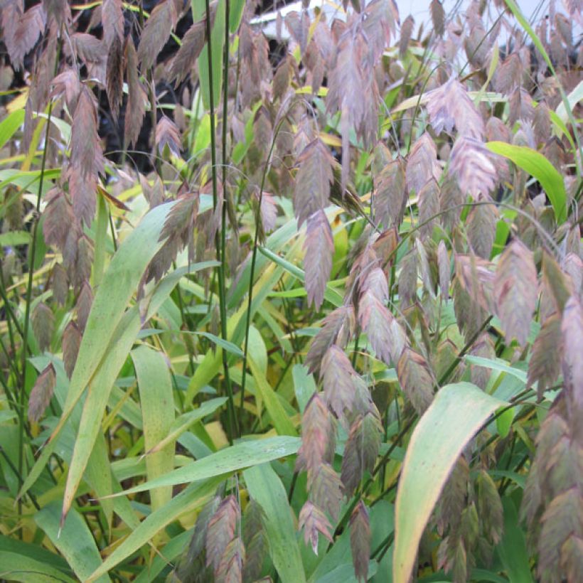 Chasmanthium latifolium - Plataargras (Blad)