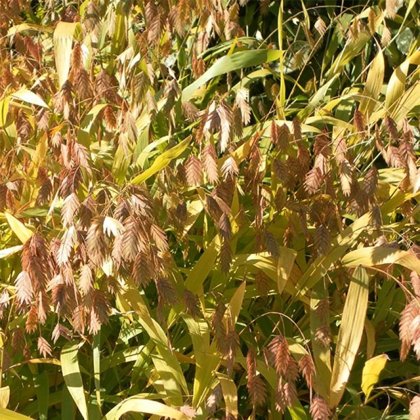 Chasmanthium latifolium - Plataargras (Bloei)