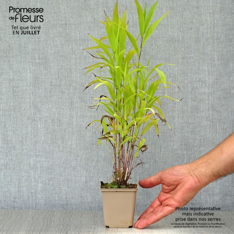 Exemplaar van Chasmanthium latifolium - Plataargras Kweekpotje van 8/9 cm zoals geleverd in de zomer