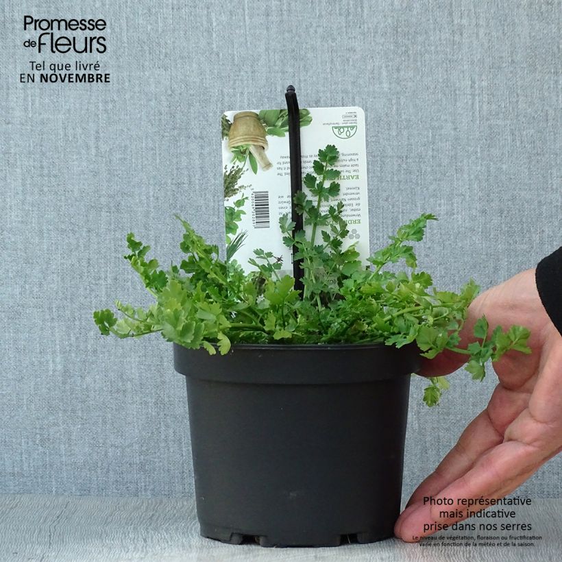 Exemplaar van Bunium bulbocastanum - Aardkastanje Pot van 1,5 l/2 l zoals geleverd in de herfst