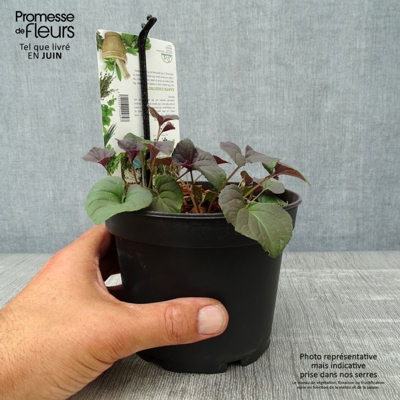 Exemplaar van Bunium bulbocastanum - Aardkastanje Pot van 1,5 l/2 l zoals geleverd in de zomer
