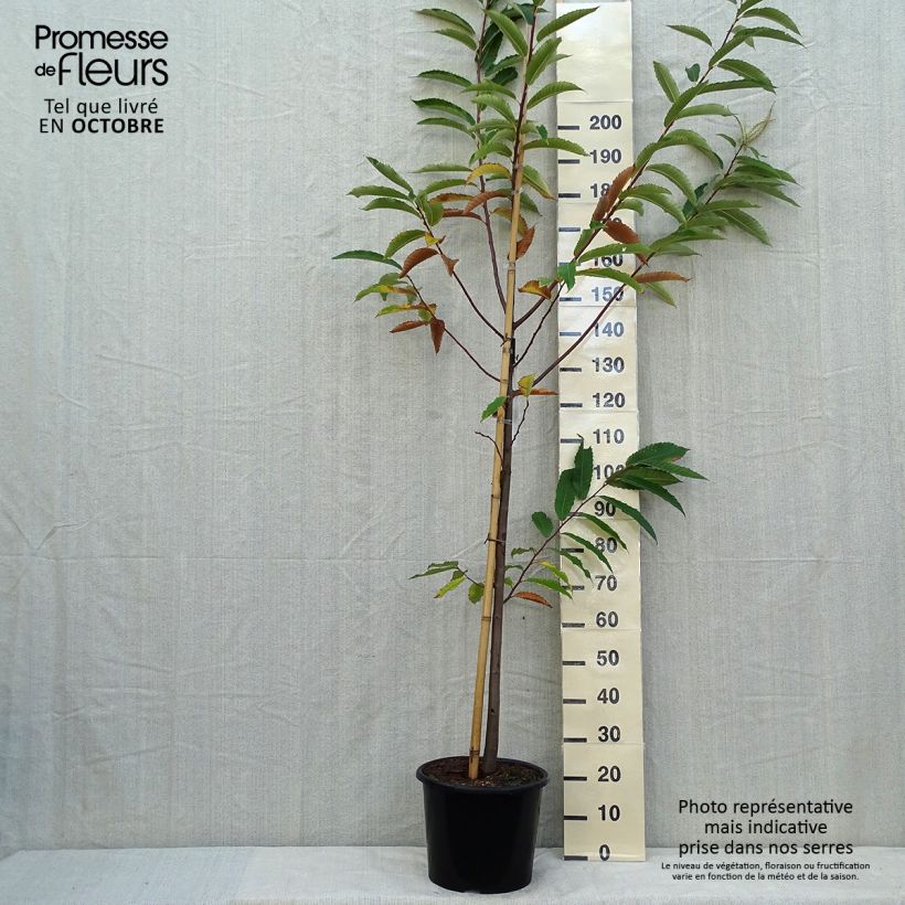Exemplaar van Tamme kastanje Marigoule Pot van 7,5 l/10 l, Kroonhoogte zoals geleverd in de herfst