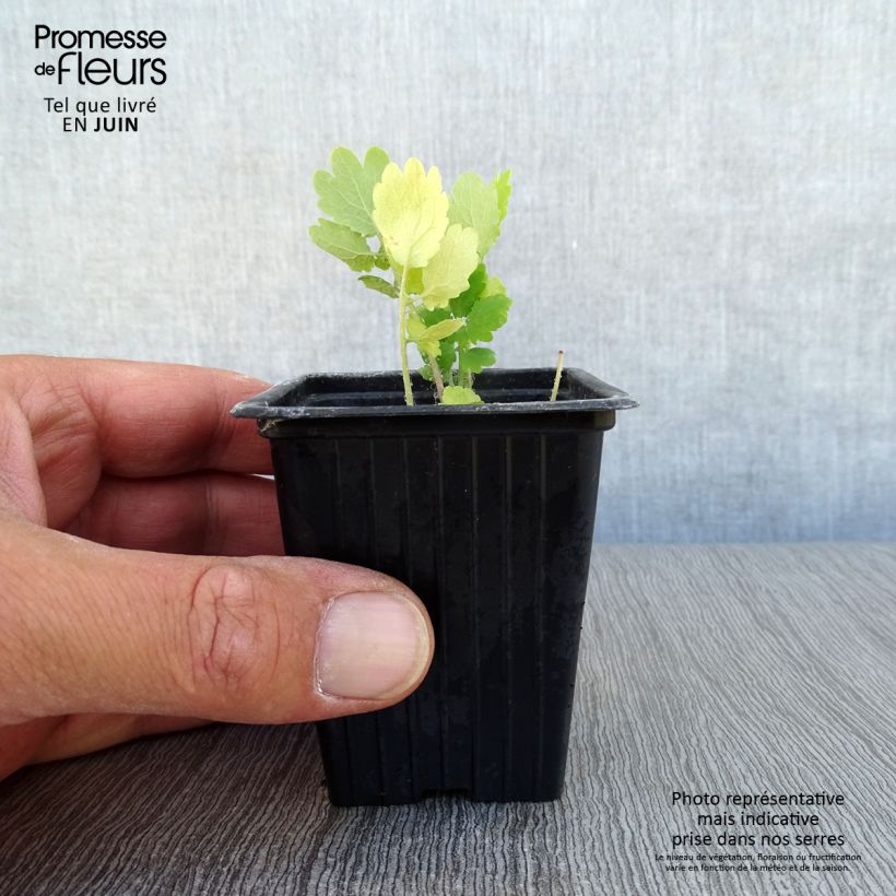 Exemplaar van Chelidonium majus - Stinkende gouwe Kweekpotje van 7/8 cm zoals geleverd in de zomer