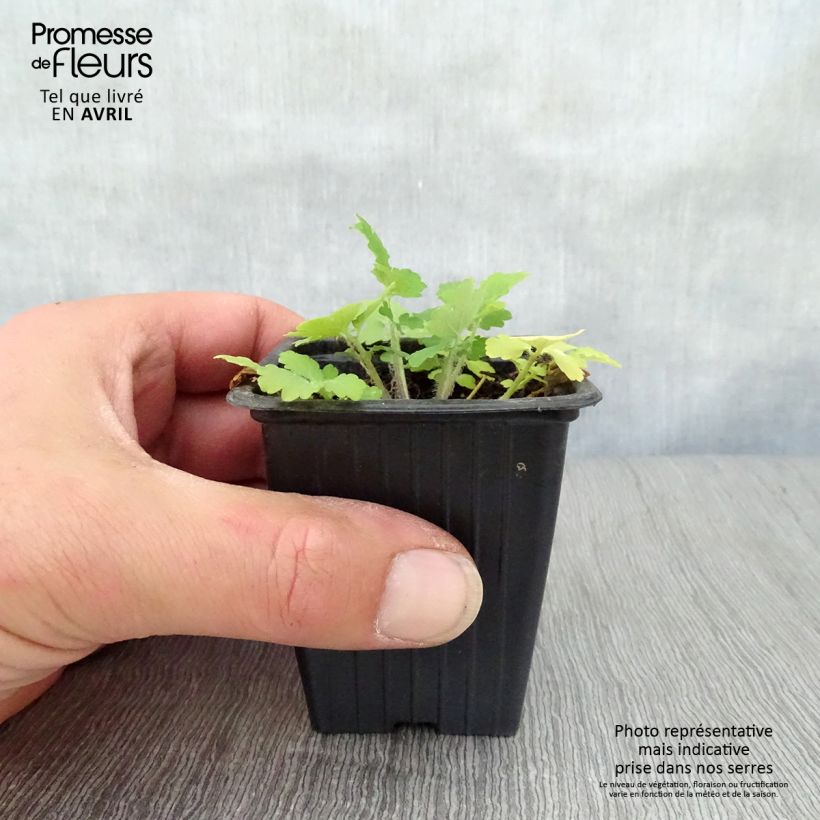 Exemplaar van Chelidonium majus - Stinkende gouwe Kweekpotje van 7/8 cm zoals geleverd in de lente