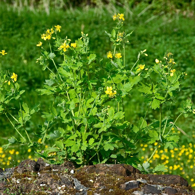 Chelidonium majus - Stinkende gouwe (Groeiplaats)