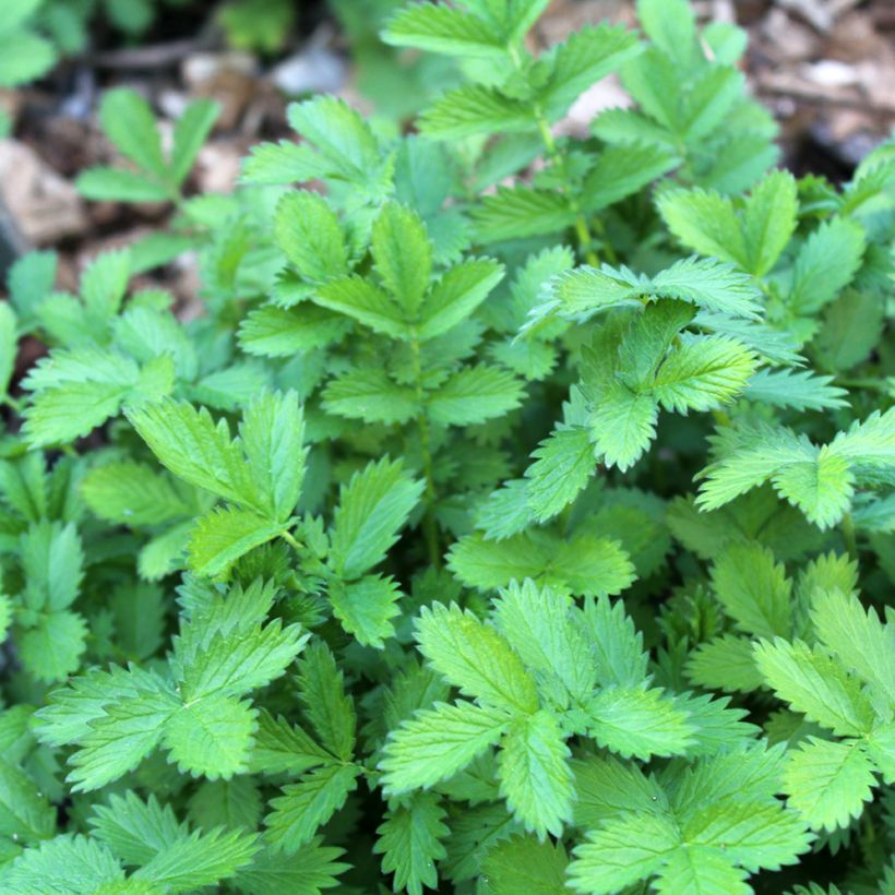 Chelidonium majus Flore Pleno - Stinkende gouwe (Blad)