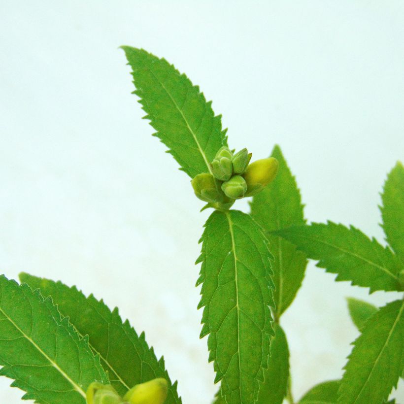 Chelona obliqua Alba - Schildpadbloem (Blad)