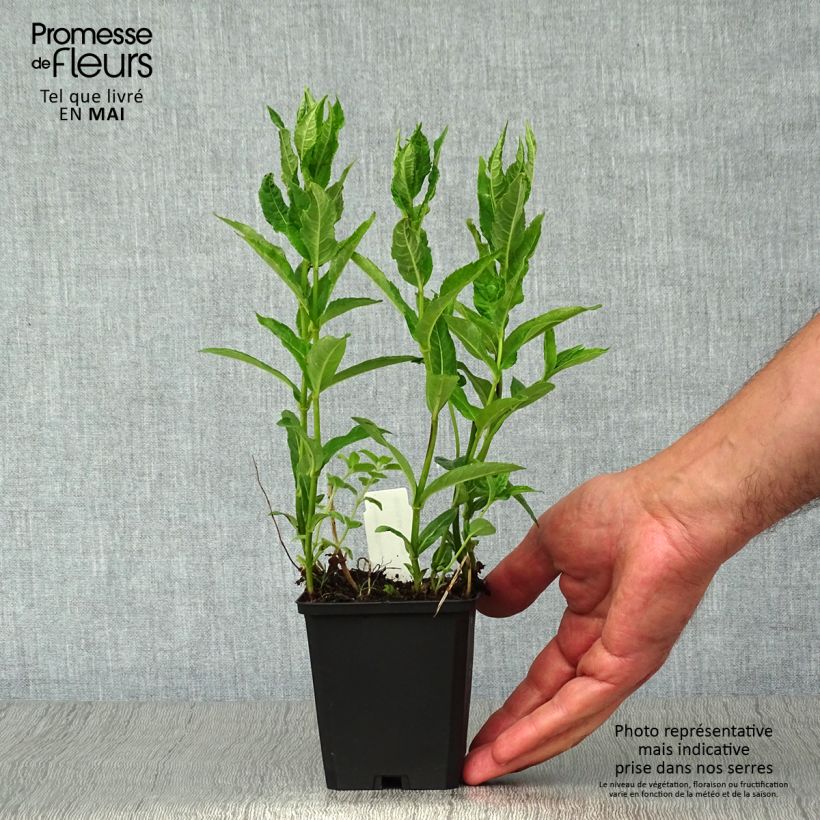 Exemplaar van Chelona obliqua Alba - Schildpadbloem Kweekpotje van 8/9 cm zoals geleverd in de lente