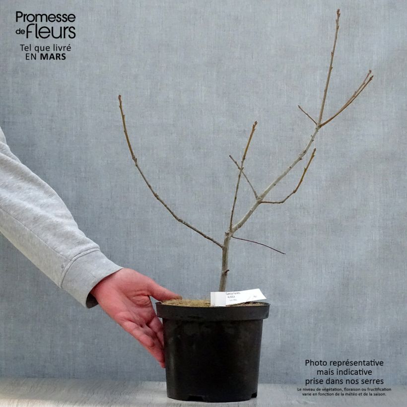 Example of Quercus frainetto - Hongaarse eik Pot van 4 l/5 l as you get in printemps