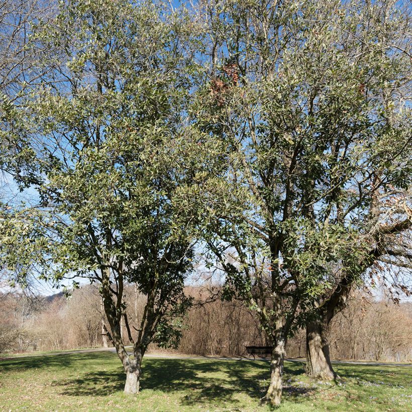 Quercus turneri pseudoturneri - Turners eik (Groeiplaats)
