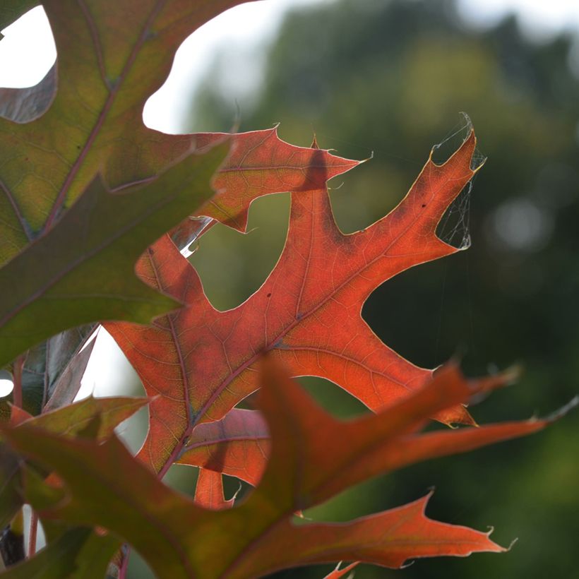 Quercus palustris Green Pillar - Moeraseik (Blad)