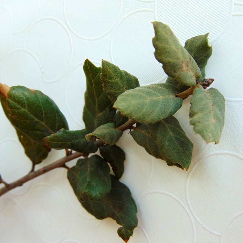 Quercus suber - Kurkeik (Foliage)