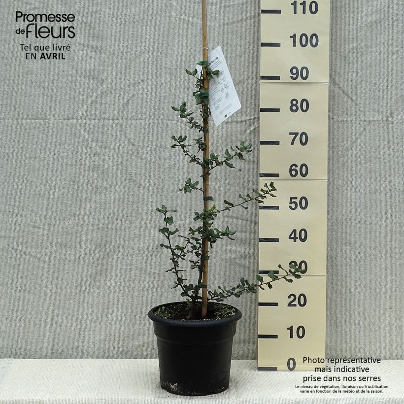 Example of Quercus suber - Kurkeik Pot van 7,5 l/10 l as you get in printemps