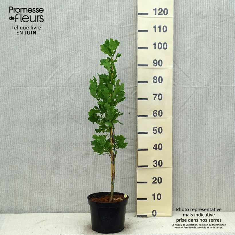Exemplaar van Quercus robur Fastigiata - Zomereik Pot van 4 l/5 l zoals geleverd in de zomer