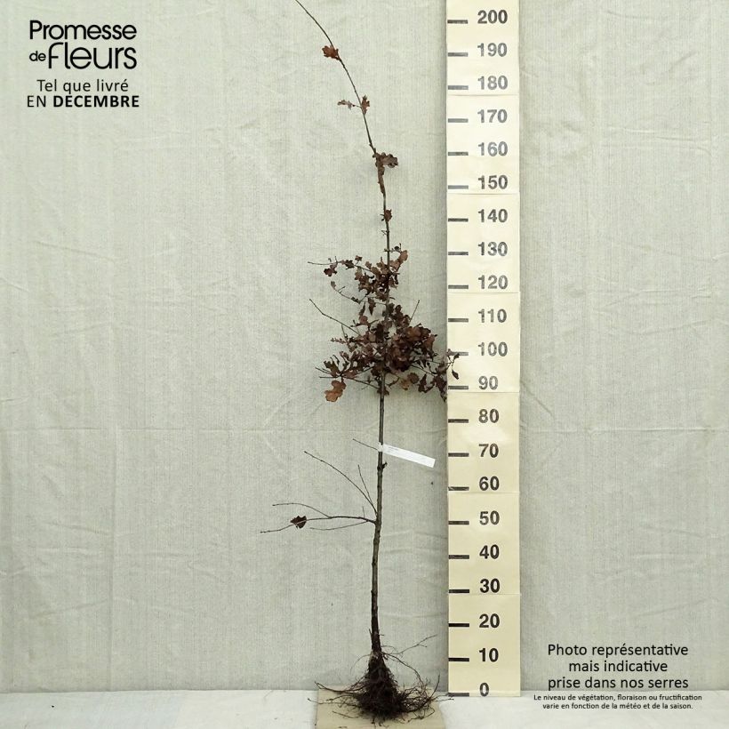 Exemplaar van Quercus robur - Zomereik Naakte wortel zoals geleverd in de winter