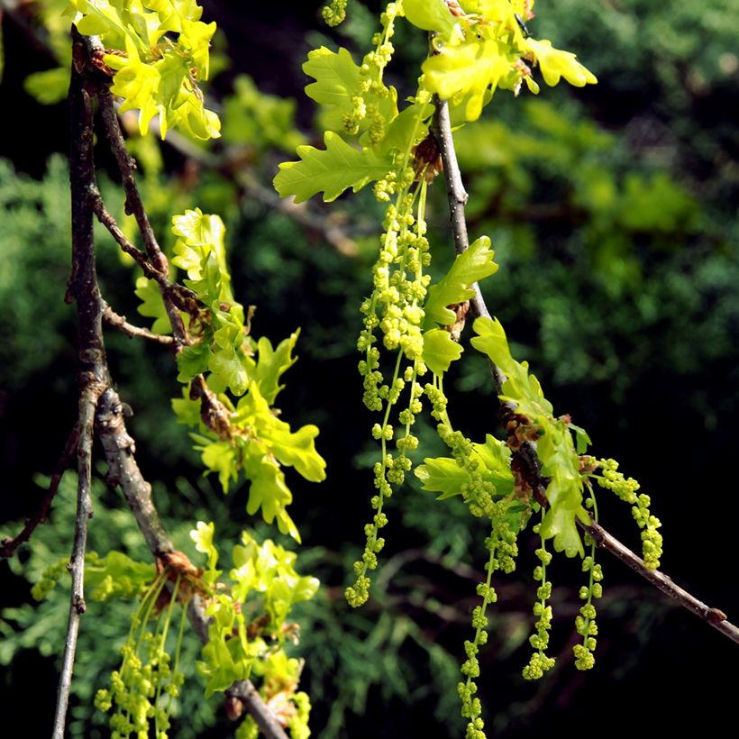 Quercus petraea - Wintereik (Bloei)