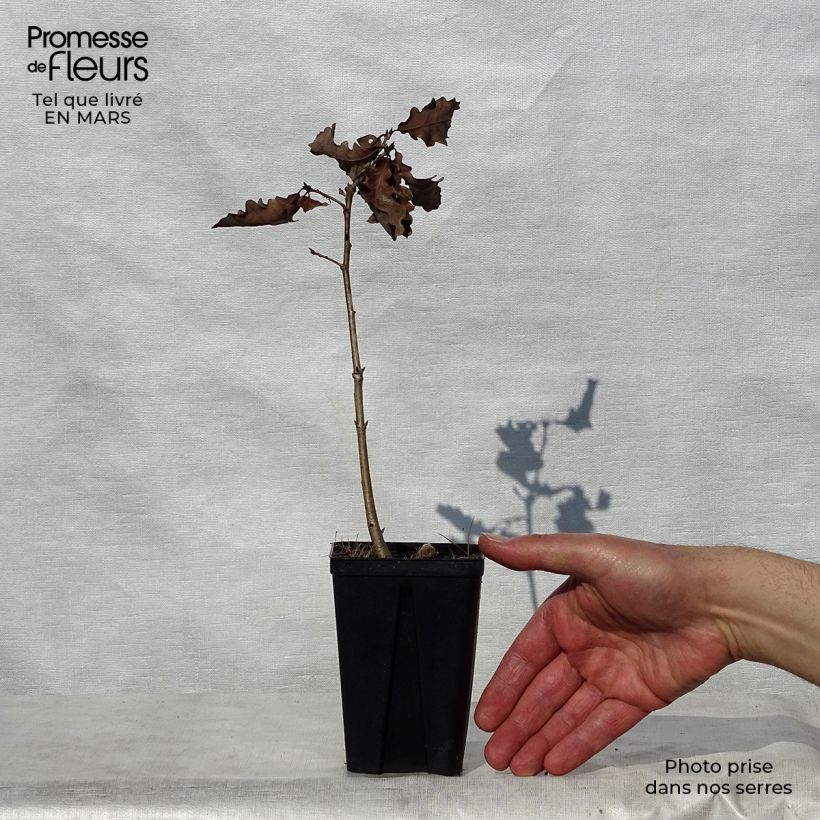 Example of Quercus petraea - Wintereik Kweekpotje van 8/9 cm as you get in printemps