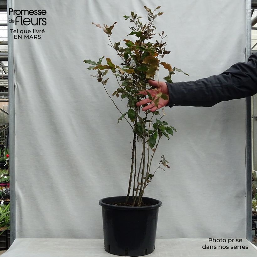 Example of Quercus ilex - Steeneik Pot van 7,5 l/10 l as you get in printemps