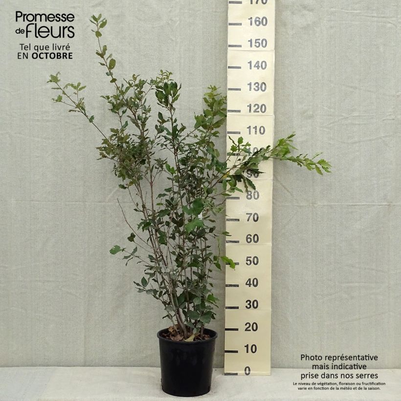 Exemplaar van Quercus ilex - Steeneik Pot van 6 l/7 l, Struik zoals geleverd in de herfst