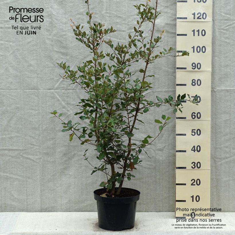 Example of Quercus ilex - Steeneik Pot van 6 l/7 l, Struik as you get in printemps