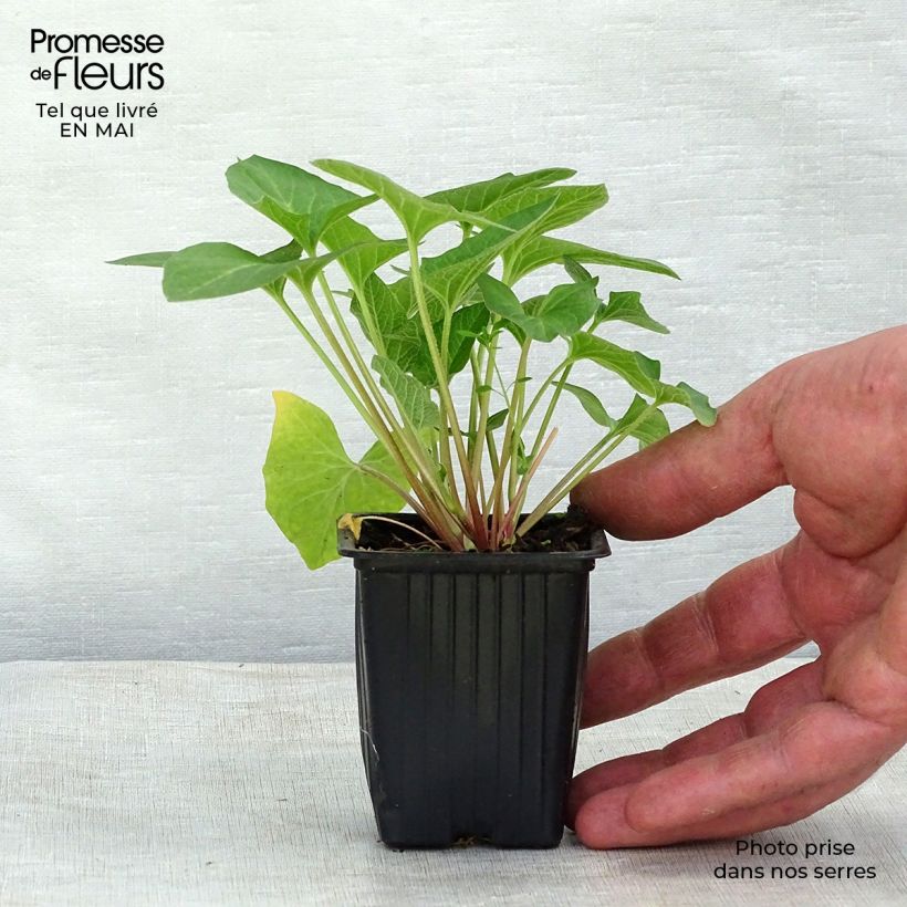 Exemplaar van Brave hendrik BIO - Chenopodium bonus-henricus Kweekpotje van 8/9 cm zoals geleverd in de lente