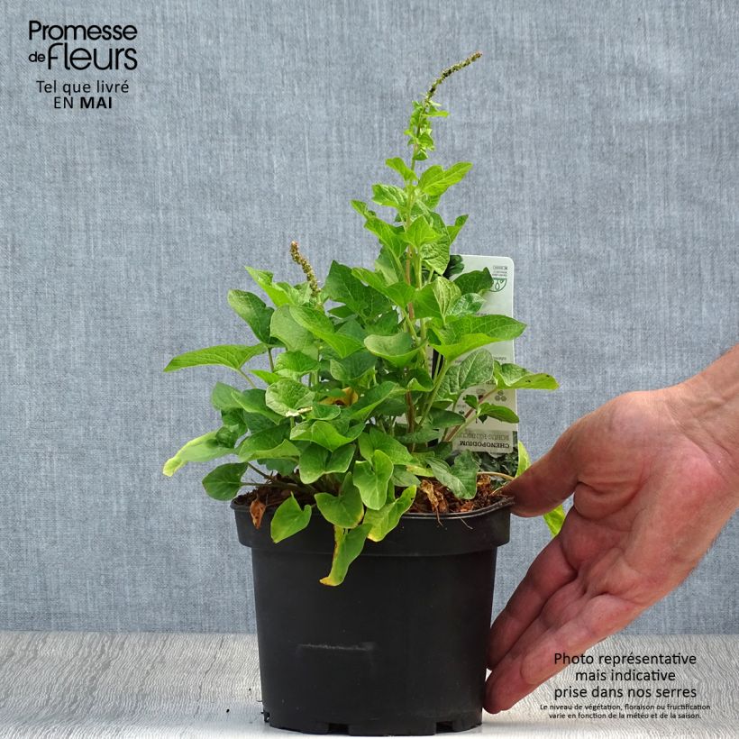 Exemplaar van Brave hendrik - Chenopodium bonus-henricus (jonge planten) Kweekpotje van 8/9 cm zoals geleverd in de lente