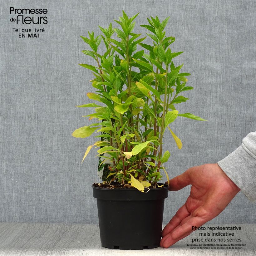 Exemplaar van Welriekende ganzenvoet - Dysphania ambrosioides Pot van 1,5 l/2 l zoals geleverd in de lente