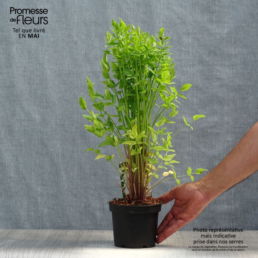 Exemplaar van Suikerwortel - Sium sisarum Pot van 1,5 l/2 l zoals geleverd in de lente