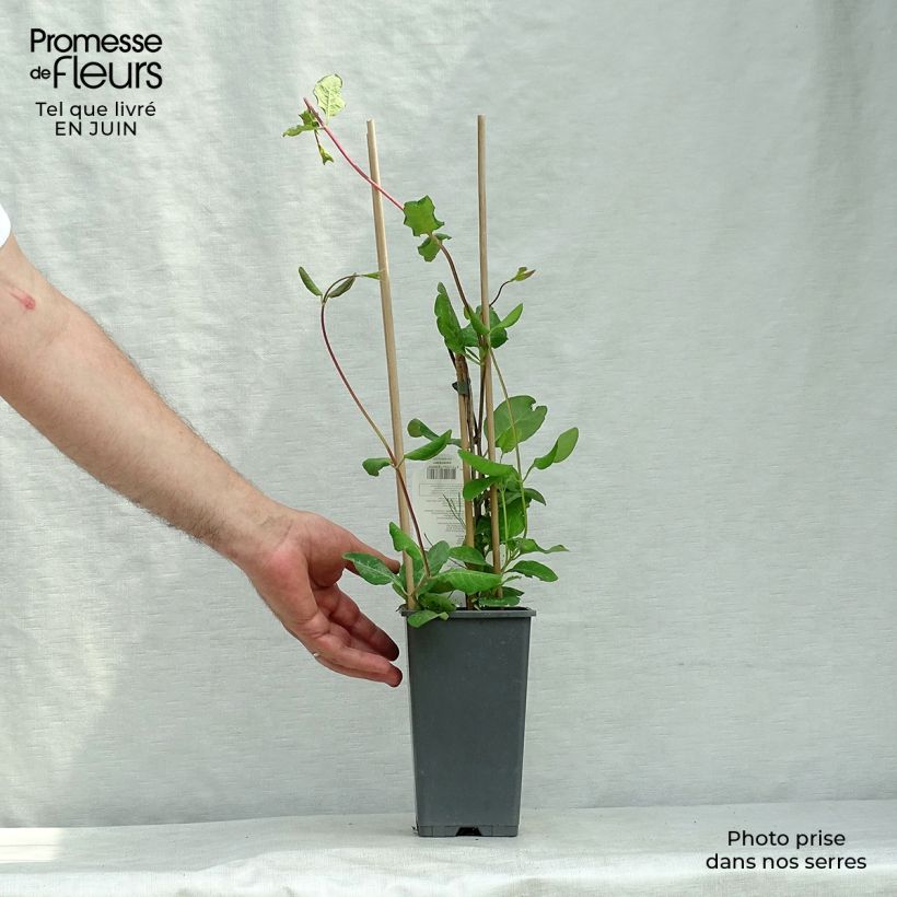 Exemplaar van Lonicera brownii Dropmore Scarlet - Kamperfoelie Pot van 2 l/3 l zoals geleverd in de zomer