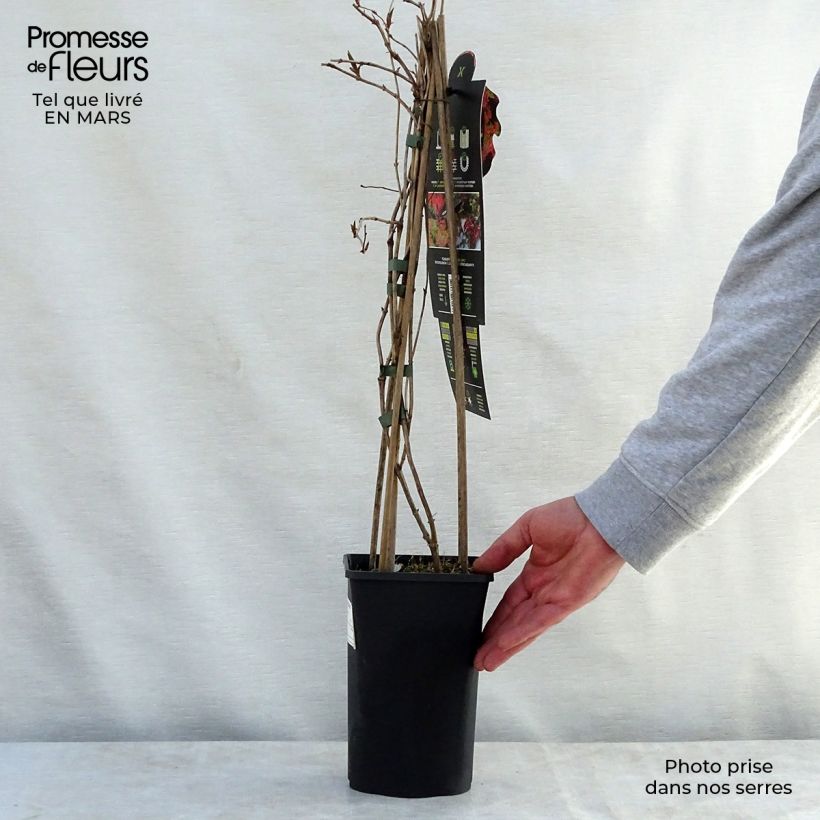 Exemplaar van Lonicera brownii Dropmore Scarlet - Kamperfoelie Pot van 2 l/3 l zoals geleverd in de lente