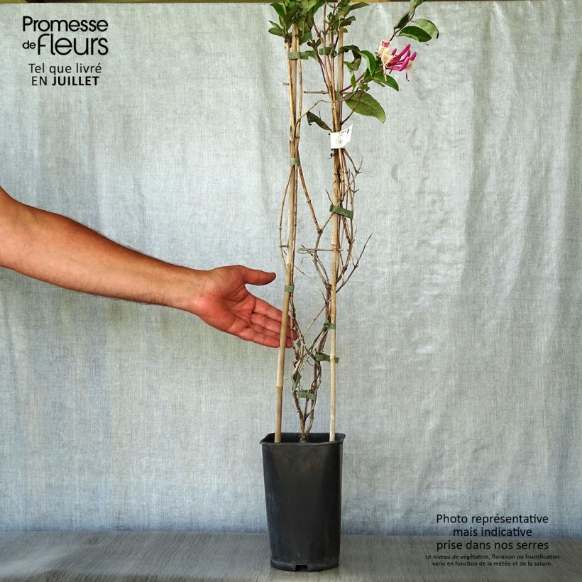 Exemplaar van Lonicera periclymenum Caprilia Imperial - Wilde kamperfoelie Pot van 2 l/3 l zoals geleverd in de zomer