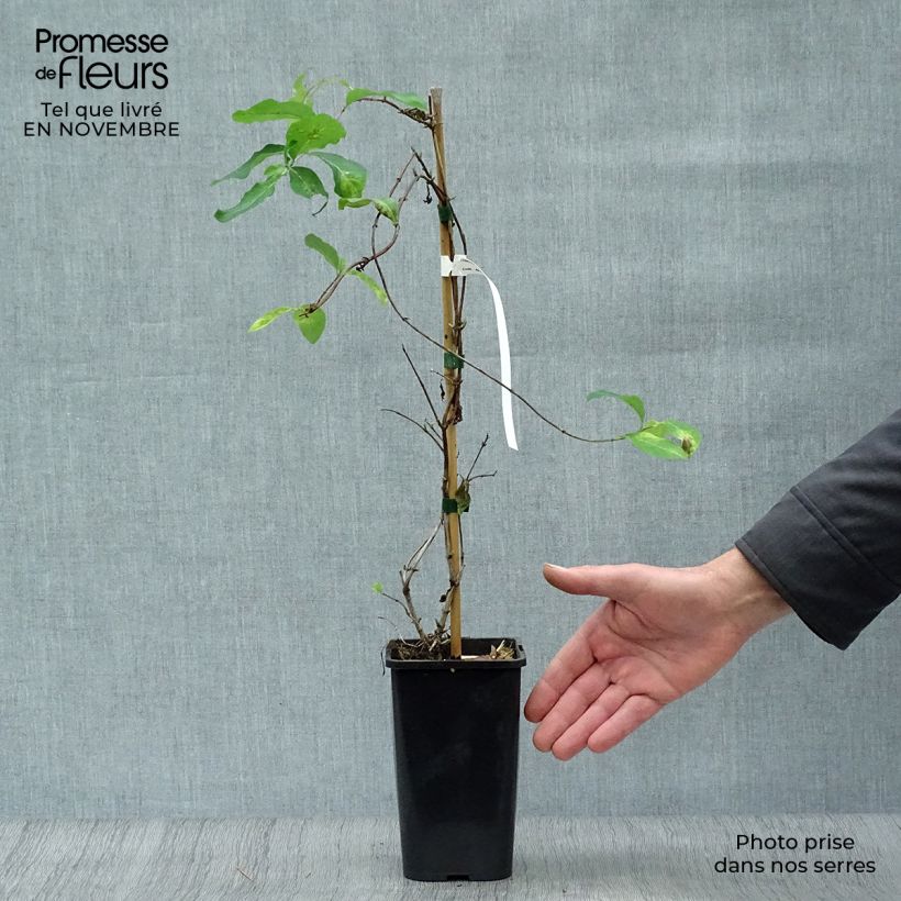 Exemplaar van Lonicera Mandarin - Kamperfoelie Pot van 1,5 l/2 l zoals geleverd in de herfst