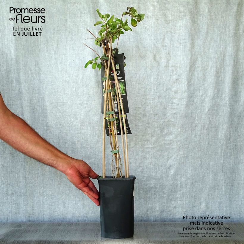 Exemplaar van Lonicera caprifolium - Kamperfoelie Pot van 1,5 l/2 l zoals geleverd in de zomer
