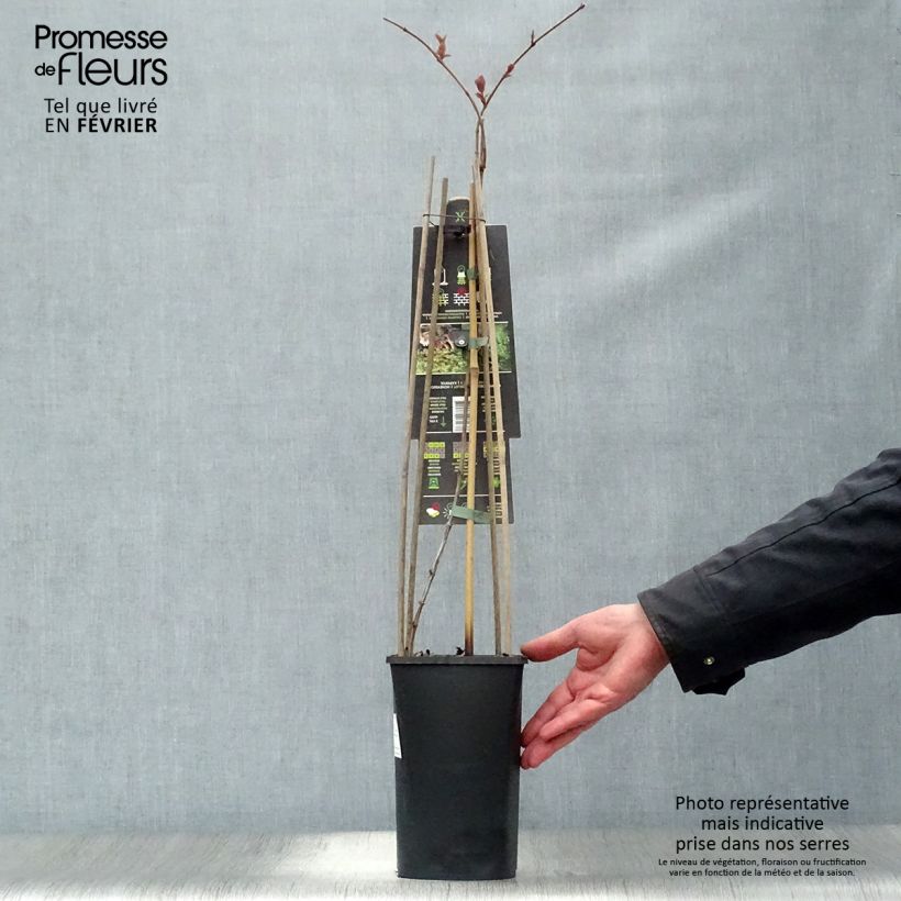 Exemplaar van Lonicera caprifolium - Kamperfoelie Pot van 2 l/3 l zoals geleverd in de winter